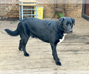 Mastador Dogs for adoption in Texarkana, TX, USA