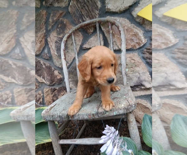 Medium Photo #27 Golden Retriever Puppy For Sale in GREENWOOD, WI, USA