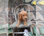 Small Photo #27 Golden Retriever Puppy For Sale in GREENWOOD, WI, USA