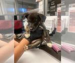Small German Shepherd Dog Mix