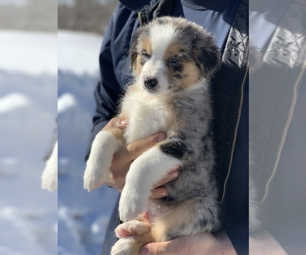 Medium Photo #1 Australian Shepherd Puppy For Sale in WHITINGHAM, VT, USA