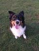 Small Photo #1 Australian Shepherd Puppy For Sale in BETHEL, OH, USA