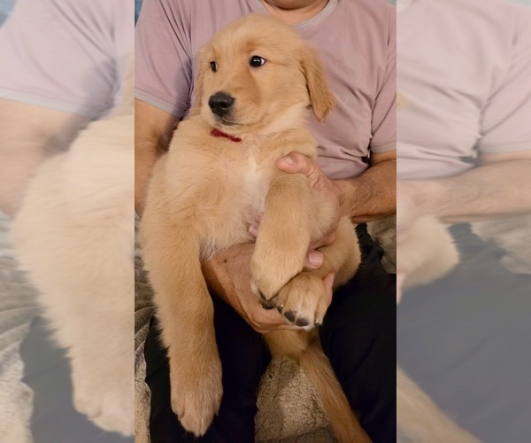 Medium Photo #17 Golden Retriever Puppy For Sale in KISSIMMEE, FL, USA