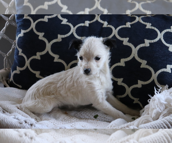 Medium Photo #2 Fox Terrier (Smooth)-Poodle (Miniature) Mix Puppy For Sale in SHILOH, OH, USA