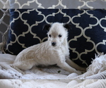 Small #1 Fox Terrier (Smooth)-Poodle (Miniature) Mix