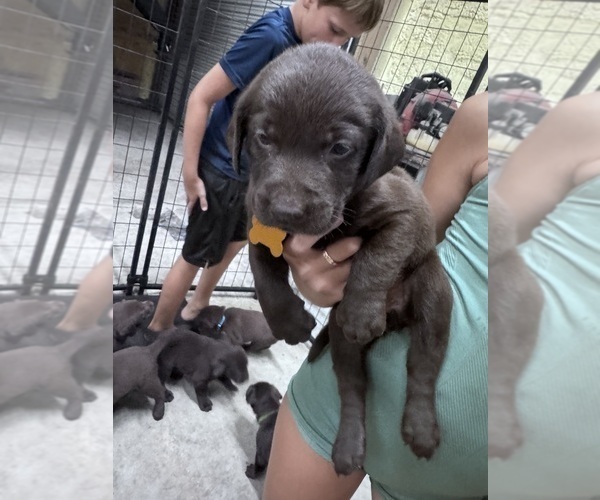 Medium Photo #6 Labrador Retriever Puppy For Sale in PIERSON, FL, USA