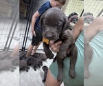 Small #5 Labrador Retriever