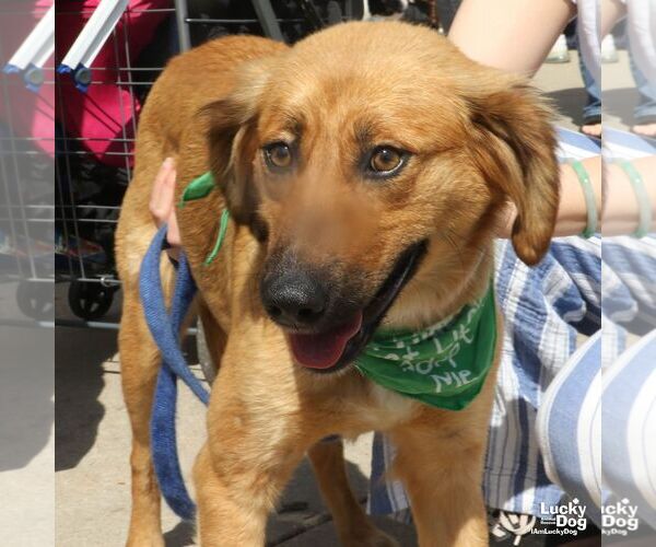 Medium Photo #6 Retriever -Unknown Mix Puppy For Sale in Washington, DC, USA