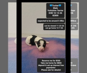 Yorkshire Terrier Puppy for sale in TUCSON, AZ, USA