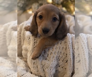 Dachshund Puppy for sale in KELLEY, IA, USA