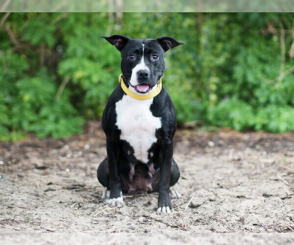 Medium Photo #2 American Pit Bull Terrier-Unknown Mix Puppy For Sale in Tavares, FL, USA