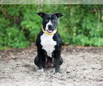 Small #1 American Pit Bull Terrier Mix