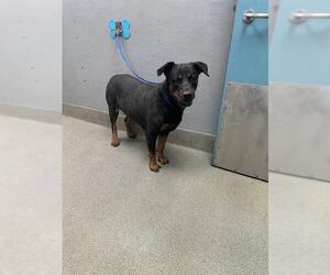 Rottweiler-Unknown Mix Dogs for adoption in Las Vegas, NV, USA