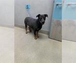 Small Rottweiler Mix