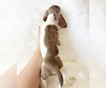 Small #8 Dachshund