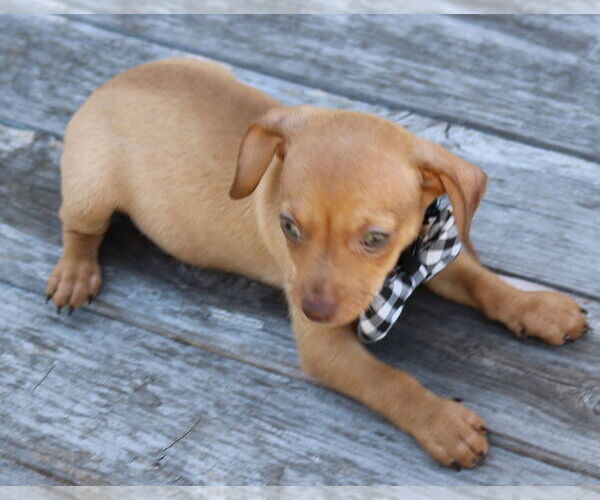 Medium Photo #3 Chiweenie Puppy For Sale in Bandera, TX, USA
