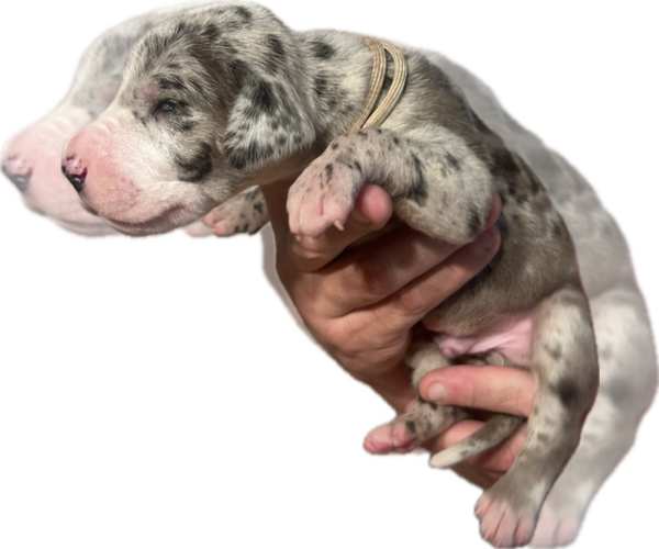 Medium Photo #2 Great Dane Puppy For Sale in WILLIS, TX, USA