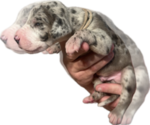 Small #1 Great Dane