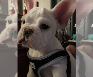 French Bulldog Dogs for adoption in FRANKLIN, IN, USA