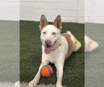Small #1 Huskies  Mix