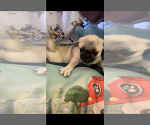 Pug Puppy for sale in FALMOUTH, VA, USA