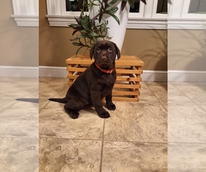 Labrador Retriever Puppy for sale in MILLERSBURG, OH, USA