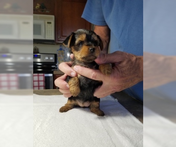 Medium Photo #5 Yorkshire Terrier Puppy For Sale in YOUNGSTOWN, FL, USA