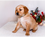 Small #3 Golden Retriever
