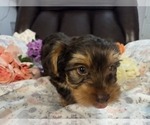 Small Photo #21 Yorkshire Terrier Puppy For Sale in RHOADESVILLE, VA, USA