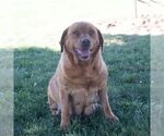 Small Photo #1 Labrador Retriever Puppy For Sale in GREEN PARK, PA, USA