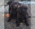 Small Photo #15 Labrador Retriever Puppy For Sale in BENTS FORT, CO, USA