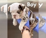 Small Photo #4 English Bulldog Puppy For Sale in SALT LAKE CITY, UT, USA