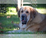 Small #4 Spanish Mastiff