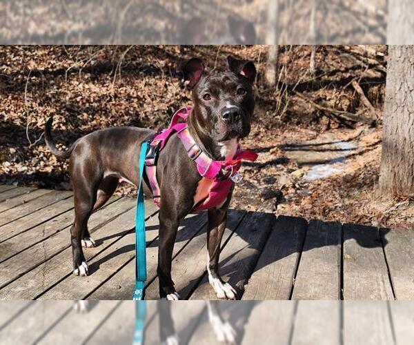 Medium Photo #2 Mutt Puppy For Sale in Peoria, IL, USA