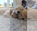 Small #6 Golden Retriever