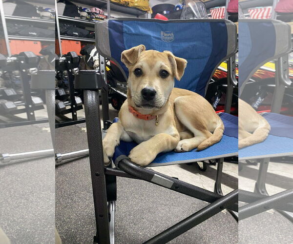 Medium Photo #10 English Mastweiler Puppy For Sale in Oro Medonte, Ontario, Canada