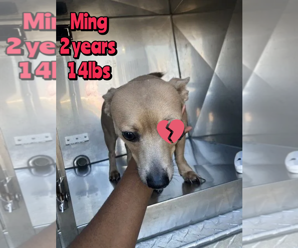 Medium Photo #1 Chihuahua-Unknown Mix Puppy For Sale in Woodbury, NY, USA