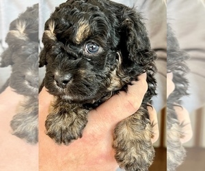 Lhasa-Poo Puppy for Sale in SPRING GROVE, Illinois USA