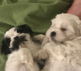 Lhasa-Poo-Mal-Shi Mix Puppy for sale in APPLETON, WI, USA