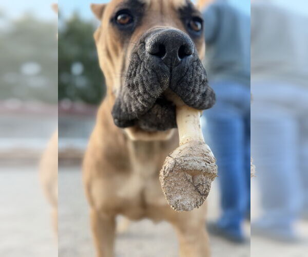 Medium Photo #3 Mutt Puppy For Sale in Goodyear, AZ, USA