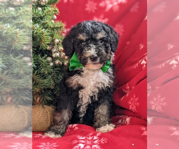 Medium Photo #3 Bernedoodle-Poodle (Standard) Mix Puppy For Sale in COCHRANVILLE, PA, USA