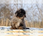 Small #52 ShihPoo