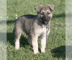 Small #16 German Shepherd Dog