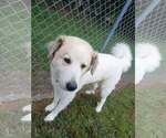 Small Photo #2 Great Pyrenees Puppy For Sale in Martinsburg, WV, USA