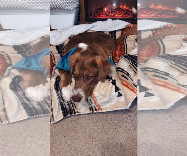 Medium Photo #4 Aussie Pyrenees Puppy For Sale in Stover, MO, USA