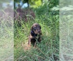 Small #7 Doberman Pinscher