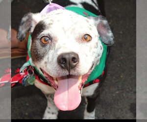 American Pit Bull Terrier-Unknown Mix Dogs for adoption in Oakhurst, NJ, USA