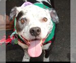 Small American Pit Bull Terrier Mix