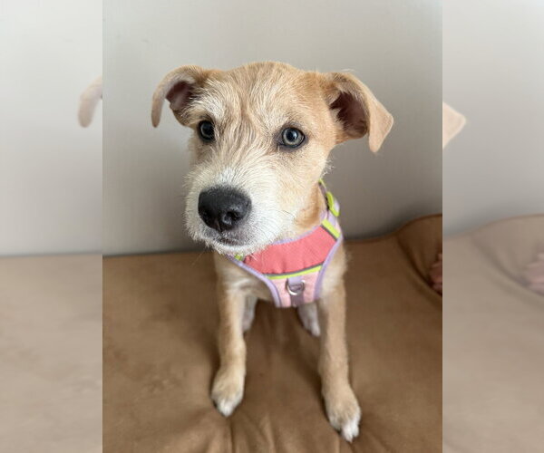 Medium Photo #3 Border Terrier-Labrador Retriever Mix Puppy For Sale in Lakewood, CO, USA