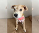 Small Photo #3 Border Terrier-Labrador Retriever Mix Puppy For Sale in Lakewood, CO, USA